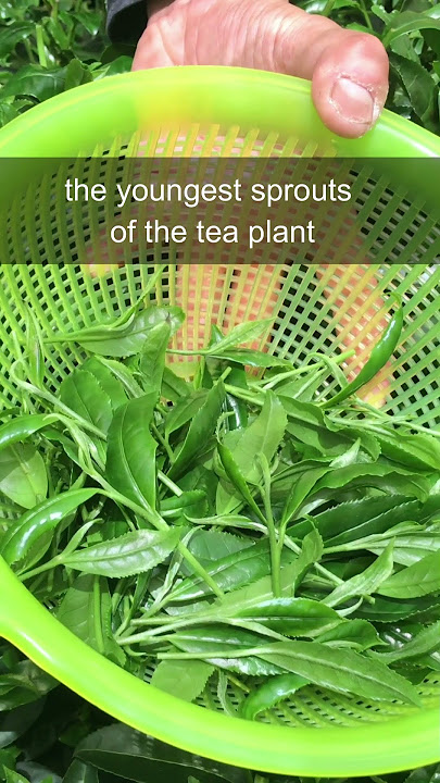 How is Matcha Made? #shorts