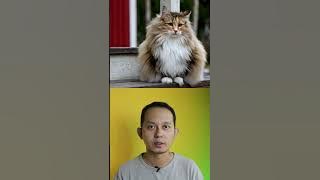 NORWEGIAN FOREST CATS LIKE RAIN BATHING BECAUSE OF THIS?