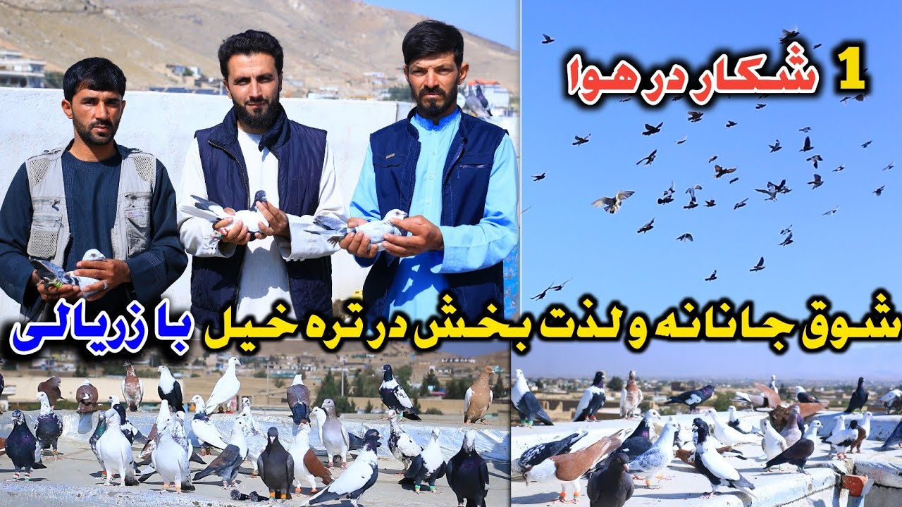 Воздушная охота | Страстная и увлекательная охота в Тарахеле с Заряли | Кабульские высоколетящие ...