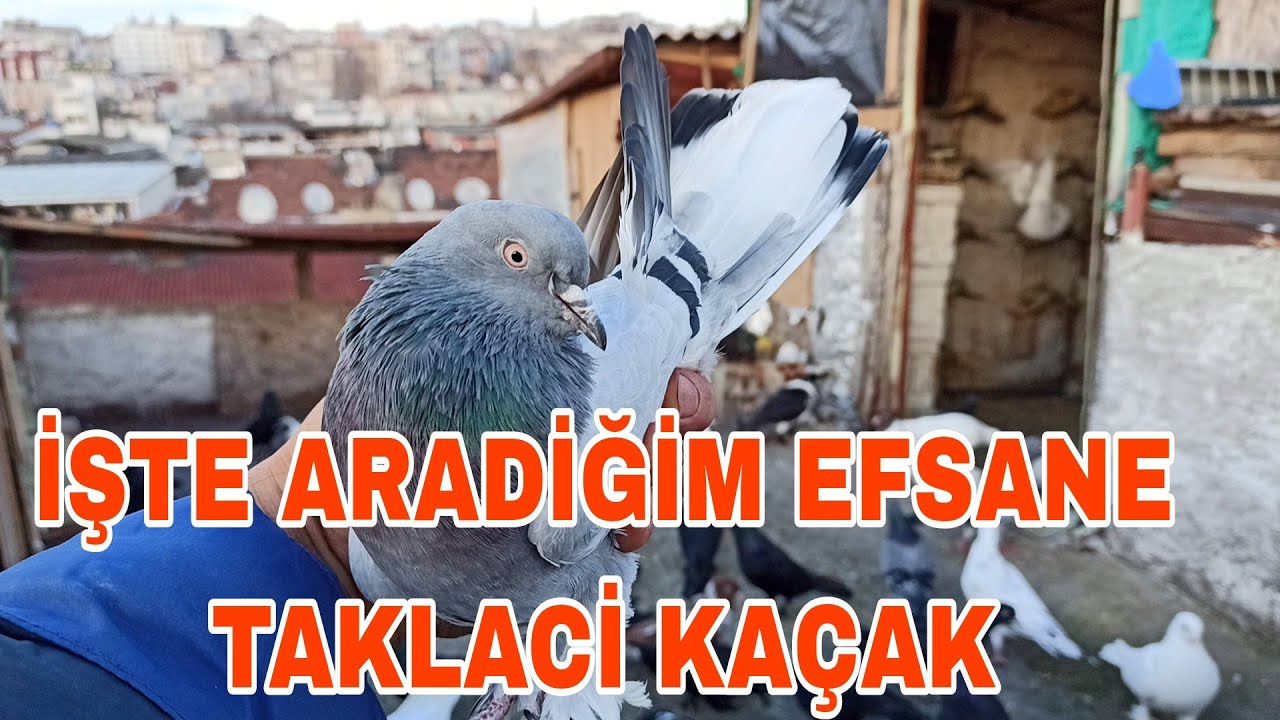 İŞTE ARADİĞİMİZ KUPA KUŞUNU KAÇAK DİYE YAKALADİK TAKLADAN İNEMEDİ