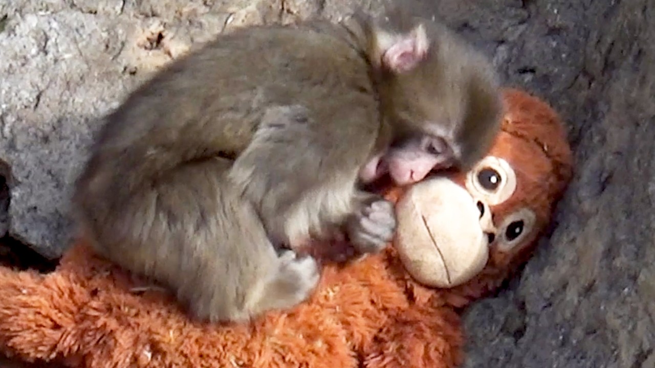 [Heartbreaking] Punch won’t let go of his “mom” doll