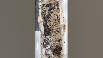 Above-Ground Bait Stations | Atlantic Pest and Termite Management, Inc | 843-795-4010