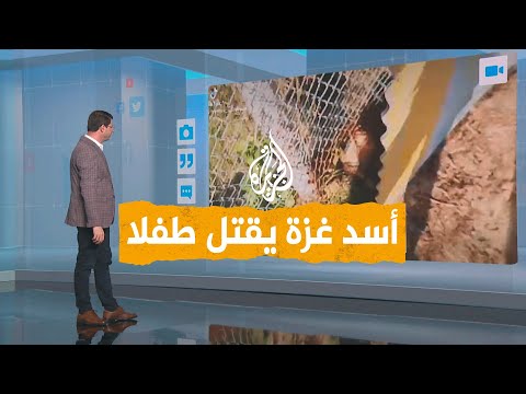 شبكات | أسد يفترس طفلا في قطاع غزة.. من يتحمل المسؤولية؟