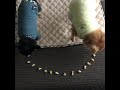 おっとっと並べてみた♪(犬用)