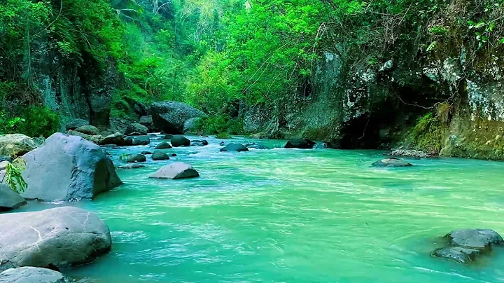 Forest River Nature Sounds-Relaxing Birds Chirping Spring Morning Ambience-Water Sound for Sleeping