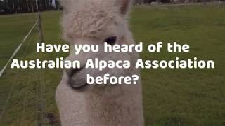 About the Australian Alpaca Association