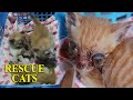 Rescue kitten from chlamydia infection with catlovers