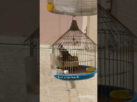 طرقه دهن سهره دری مهدی ازنا