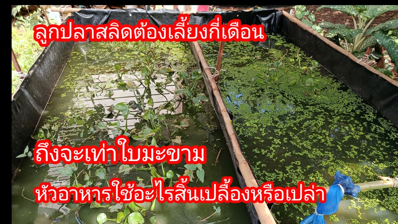 ลูกปลาสลิดต้องเลี้ยงกี่เดือนถึงจะเท่าใบมะขามหลังอาหารใช้อะไรสิ้นเปลืองหรือเปล่าEP431