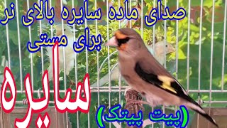 صدای ماده سایره بالای ویدیو سایره نر (پیت پیتک) Female gold finch training song on male video