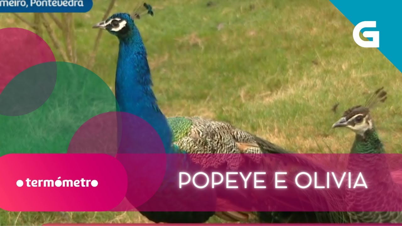 🦚 A parella de PAVOS REAIS máis FAMOSA de CAMPO LAMEIRO