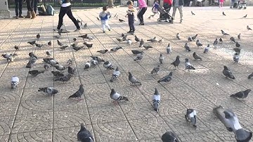 iPhone 6 Video Test - 240 Fps Birds Slow Motion