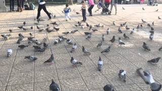iPhone 6 Video Test - 240 Fps Birds Slow Motion