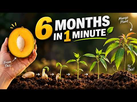 I Grew a Mango Tree From Seed — Filmed It for a 6 Months