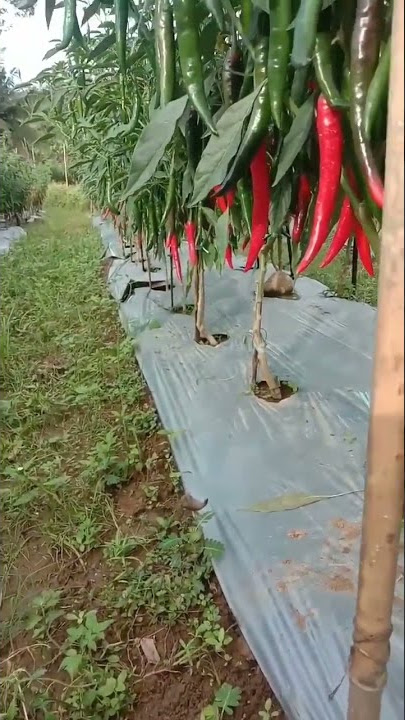 budidaya cabe merah besar berbuah sangat lebat #caberawit #shorts