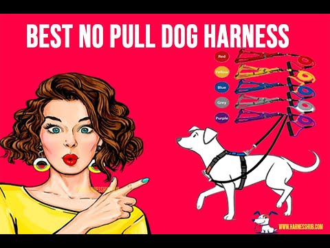 top-5-best-no-pull-dog-harness-to-stop-pulling-reviews-2020