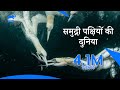 #Seabird's deadliest plunge into the sea | समुद्री पक्षियों के घातक गोते | Animal Planet India