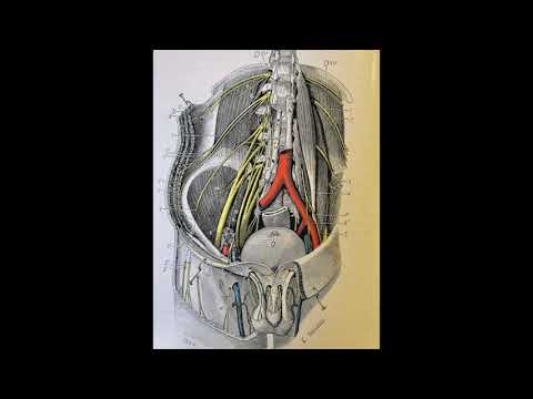 Anatomia Plesso Lombare Fisioterapia