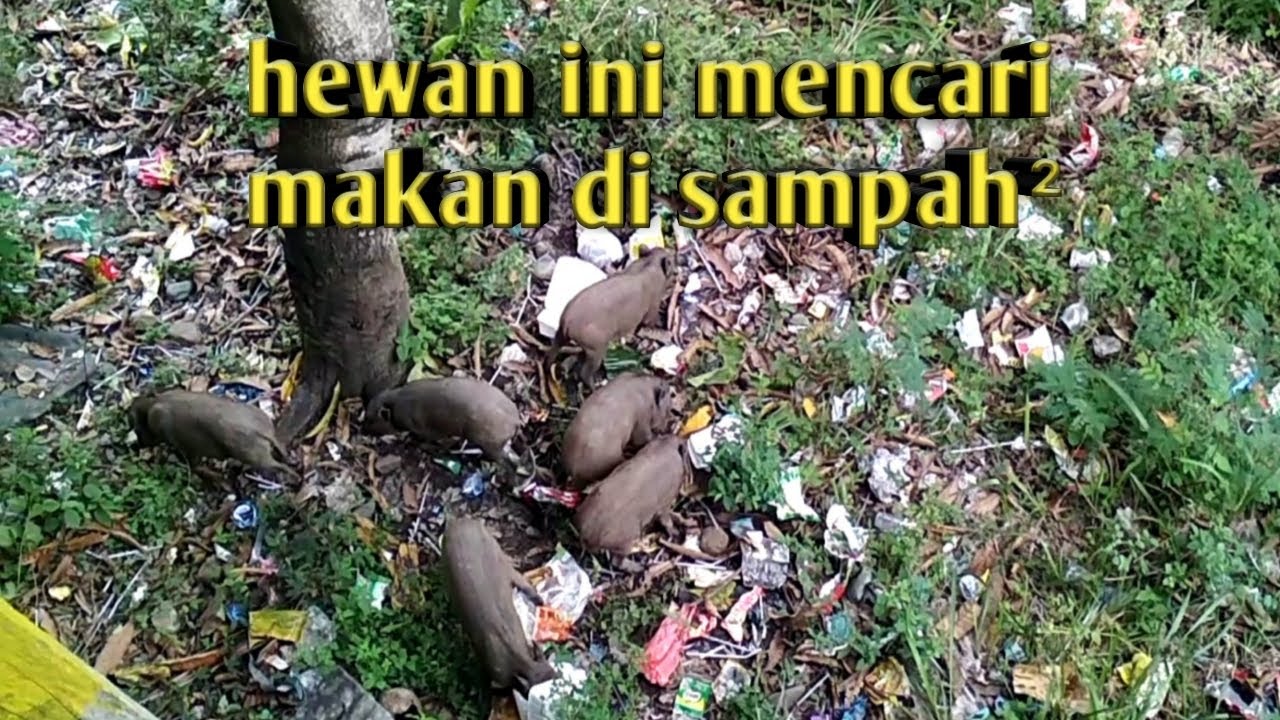  Hewan  gunung  selawah cari makan di tempat sampah YouTube