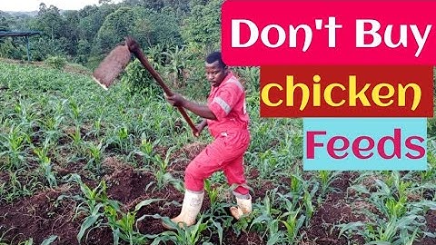 How I solve the feed problems at my layers chicken farm