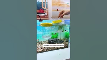 Hộp cách ly nổi chăm sóc cá nhỏ an toàn | Floating Isolation Box for Safe Fry Care #aquatic #shorts