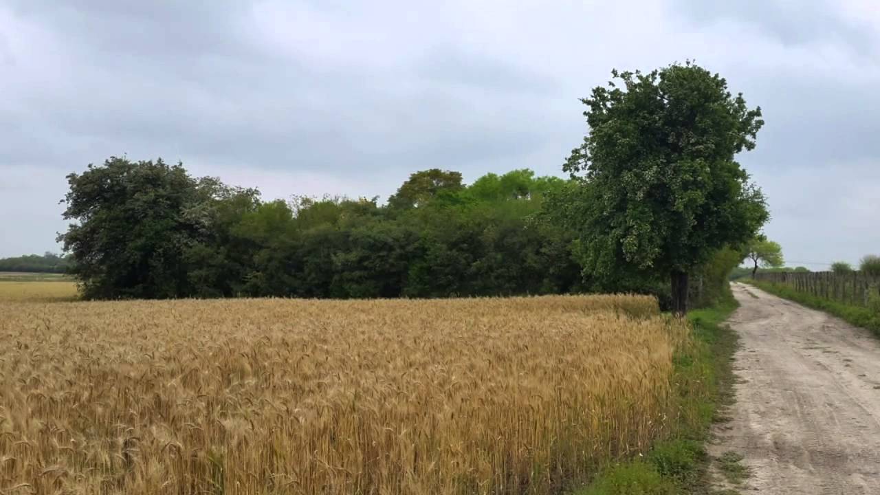 Vacaciones en el rancho - YouTube