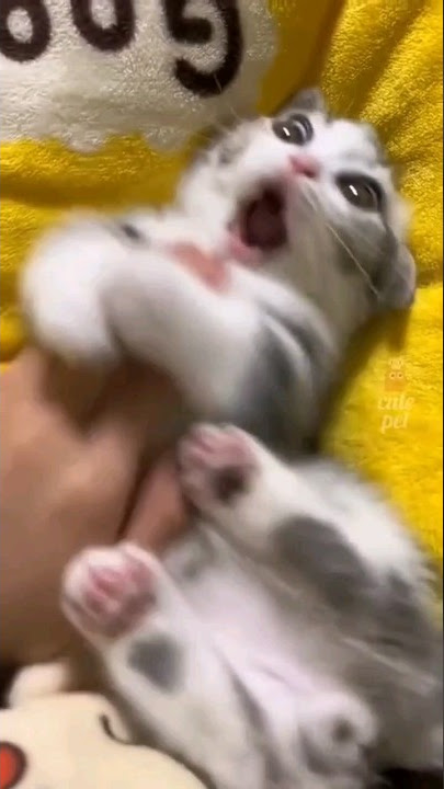 Funny Cute Cats 😺