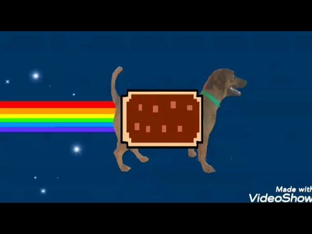 Nyan dog sonic