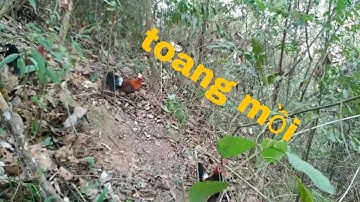 bẫy gà rừng gà mồi tơ lần đầu gặp bổi ... cái kết...... toang mồi