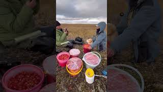Северная малина #саха #рыбалка #русскоеморе #русскоеустье #fishing #якутия #рыба #чокурдах