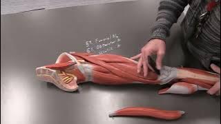 Download lagu Somso Models- Nerves of the Lower Limb