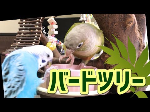 バードジム バードツリー完成 手作りブランコも有り Diy ウロコインコ セキセイインコ Budgie Pyrrhura Molinae Youtube