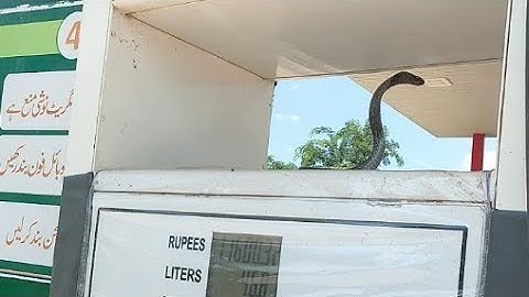 ustad Muhammad Azhar Jogi catching big king Cobra snake |New Video Naag Jogi