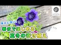 【冬の寄せ植え】冬に強いお花で春まで楽しめる寄せ植え作り！