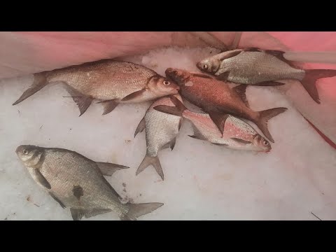 Зимний фидер, отводной / Сакмара# 2