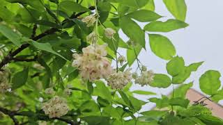 Staphylea pinnata klokoč zpeřený