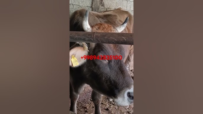 Pantiesdagi eski trannies fotosuratlari Uxlayotgan qora tanli ayollarning onlayn pornosi