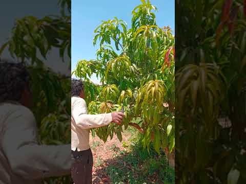 التقليم ودورة الهام جدا في عملية التزهير والاثمار في المانجو