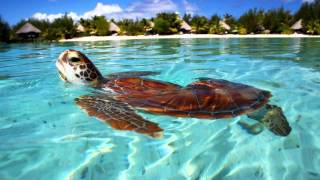 I Really Like - Paul Hardcastle -