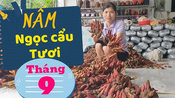 Giá Nấm Ngọc Cẩu Đầu Mùa Tháng 9 - Hàng Tươi 80k/1kg, Hàng Khô 160k/1kg