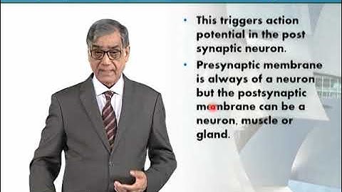 Synapse and its Role in the Nervous System | Animal Form & Function 1 (Theory) | ZOO516T_Topic044