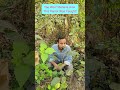 You Won’t Believe How This Parrot Was Caught!#comedy #funny #birds