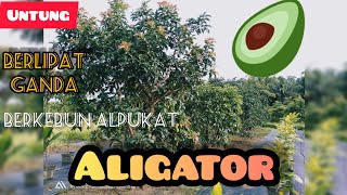 1 MUSIM 3 KALI PANEN 😲 BERKEBUN ALPUKAT ALIGATOR  (SUPER JUMBO) || Petani Inspiratif