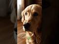 From Scottish Lochs to Your Living Room, the Golden Retriever #goldenretriever #doglovers #shorts