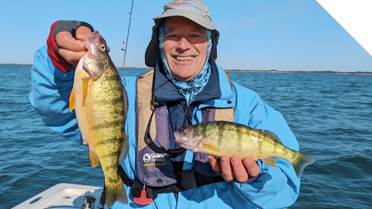 Perch fishing with live minnows and the T-Turn Bait Rig 