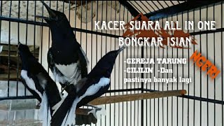 KACER fighter GACOR bongkar ISIAN,full GEREJA TARUNG,isian CILILIN,kacer all in one NGERII