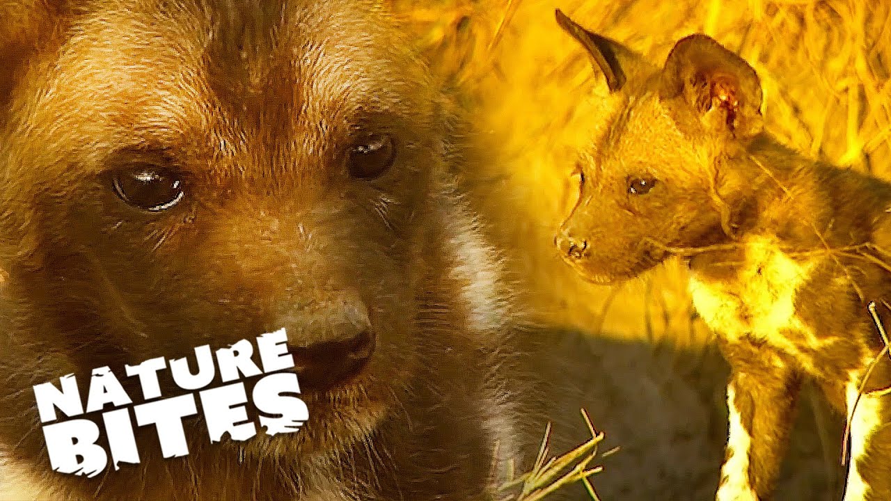 Adorable Wild Dog Puppies Play with Adult Members of Their Pack | Nature Bites