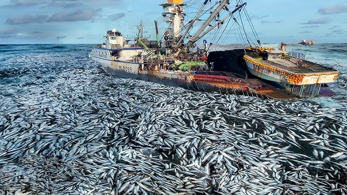 Wow! Commercial Net Fishing By Trawl. Net Fishing Hundreds of Tons of Fish  Are Caught on the Boat! 