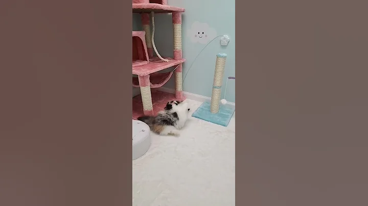 Video 511311: calico persian kitten playing, doll face persian, himalayan, teacup kittens