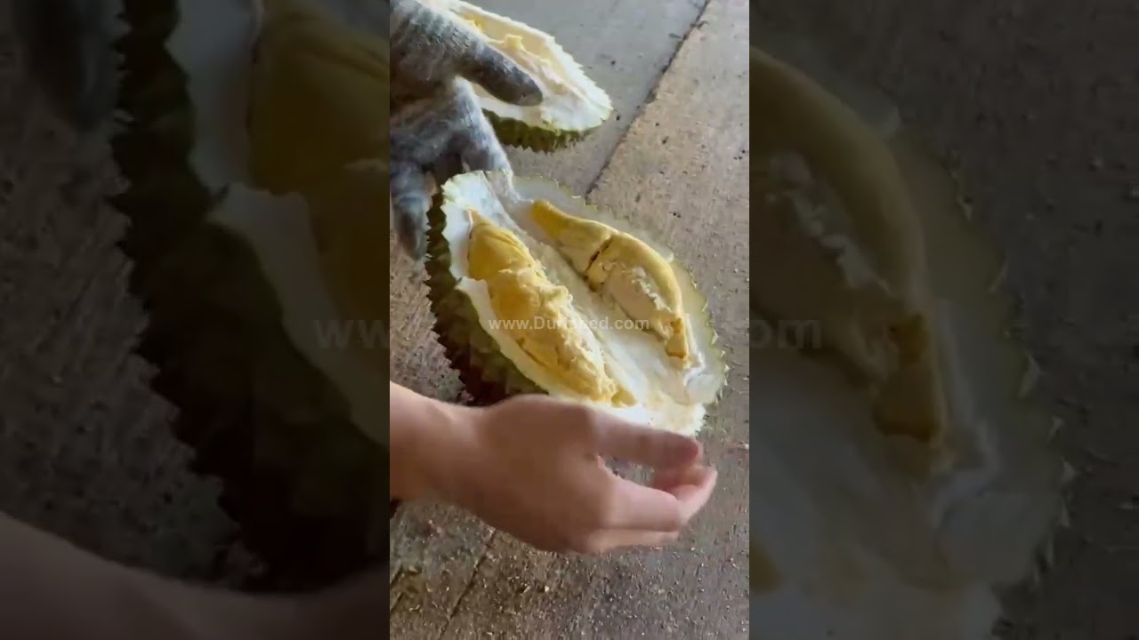 Tupai King Durian 松鼠王 